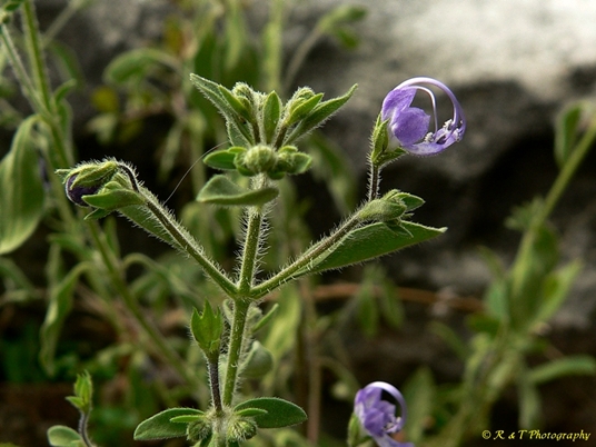 {Trichostema dichotomum}
